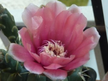 Gymnocalycium baldianum hybride rose B