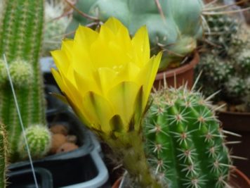 Echinopsis sp C