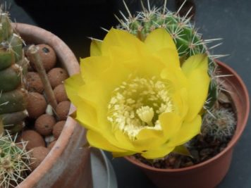 Echinopsis sp C