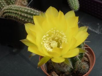 Echinopsis sp C