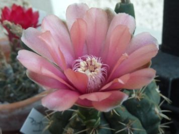 Gymnocalycium baldianum hybride rose B