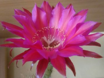 Echinopsis hybrid cv sorceress