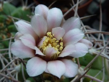 Gymnocalycium ritterianum