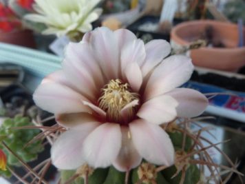 Gymnocalycium ritterianum