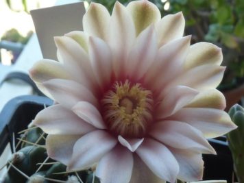 Gymnocalycium capillaense 2