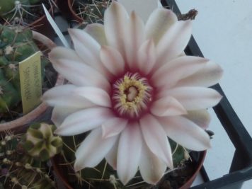 Gymnocalycium capillaense 2