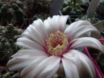 Gymnocalycium capillaense 2