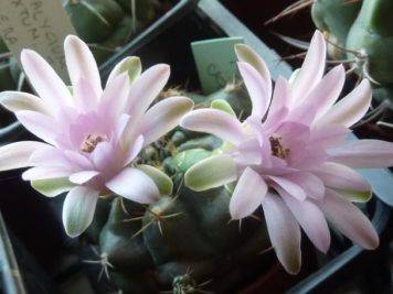 Gymnocalycium anisitsii sp 2