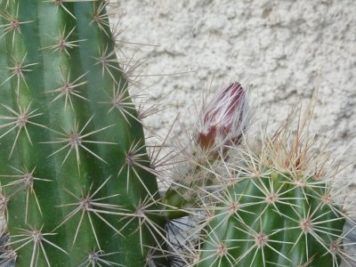 Echinocereus plumosus Hybride Hofer