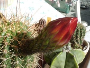 Trichocereus orange candy