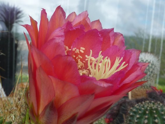 Trichocereus orange candy