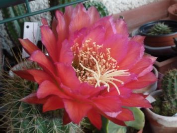 Trichocereus orange candy