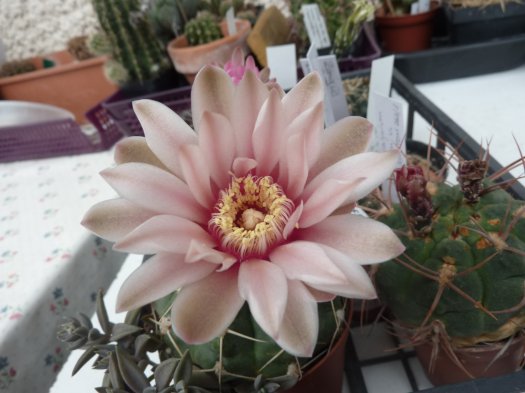 Gymnocalycium capillaense 2