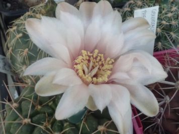 Gymnocalycium capillaense ssp sutterianum