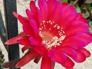 Echinopsis cv Madame Pelé