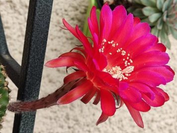 Echinopsis cv Madame Pelé