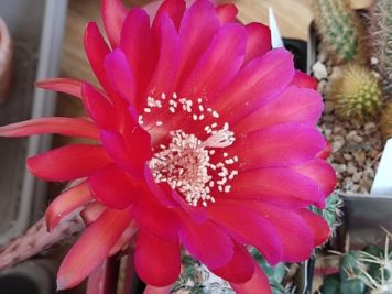 Echinopsis cv Madame Pelé