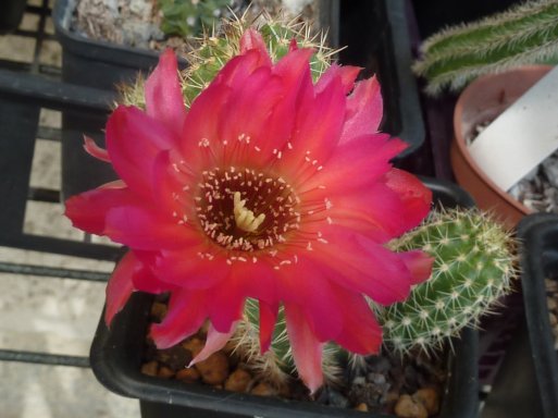 Chamaecereus Hybride Lucille