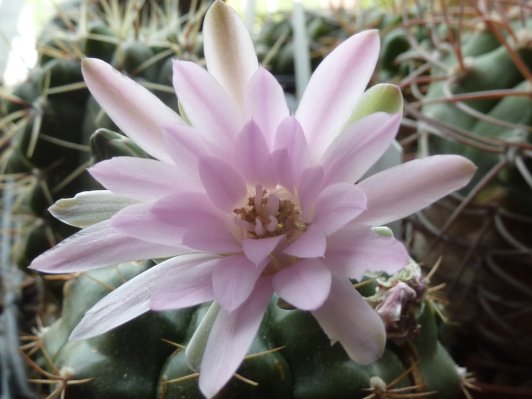 Gymnocalycium anisitsii sp 2