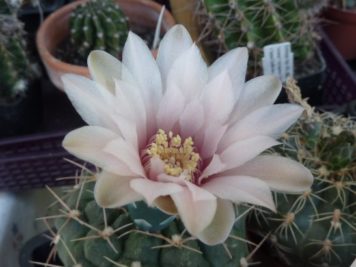 est un cactus assez résistant au gel s'il est gardé bien au sec (-5°). Il produit de belles fleurs ivoire rosé.