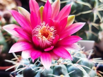 Gymnocalycium baldianum sp 4