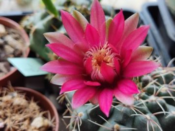 Gymnocalycium baldianum sp 4