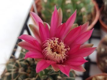 Gymnocalycium baldianum sp 4