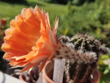 Echinopsis hyb apricot delight