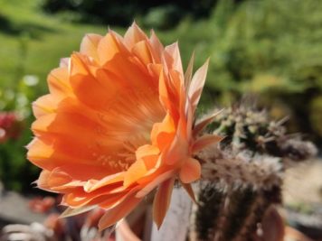 Echinopsis hyb apricot delight