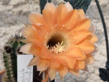 Echinopsis hyb apricot delight