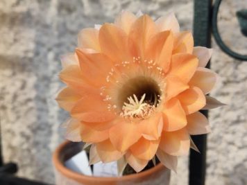 Echinopsis hyb apricot delight