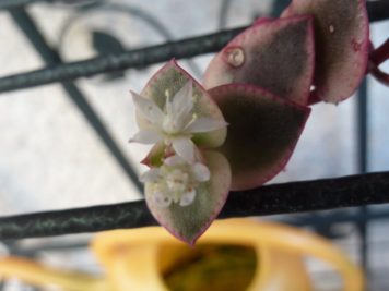 Crassula pellucida Calico Kitten