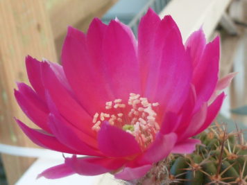 Echinopsis hybride XJL 2011 2