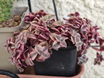 Crassula pellucida Calico Kitten