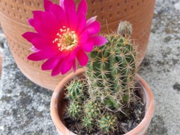 2021-08-14 Echinopsis hybride XJL 2011 2