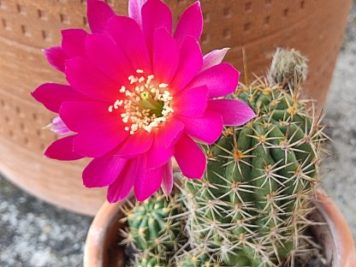 Echinopsis hybride XJL 2011 2