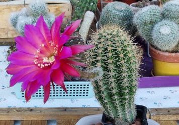 Echinopsis hybrid cv. WINDIGO