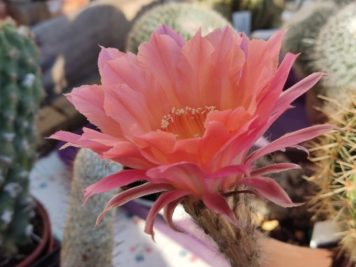 Echinopsis Rouge Saumon