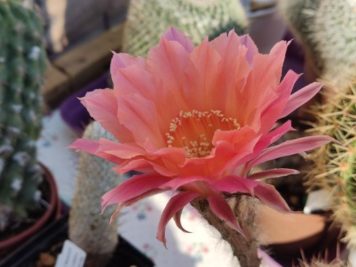 Echinopsis Rouge Saumon