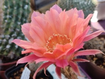 Echinopsis Rouge Saumon