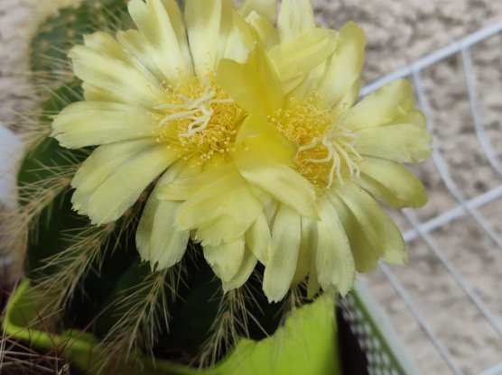 Parodia warasii