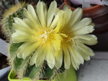 Parodia warasii