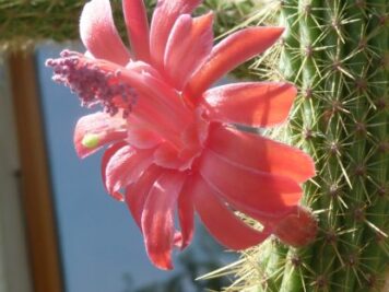 Cleistocactus winteri