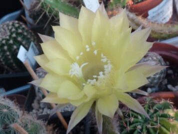 Echinopsis hybride 3