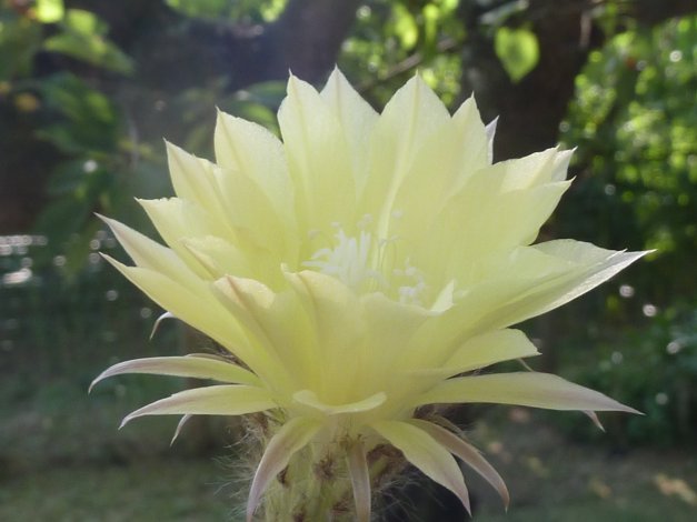 Echinopsis hybride 3