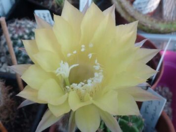 Echinopsis hybride 3