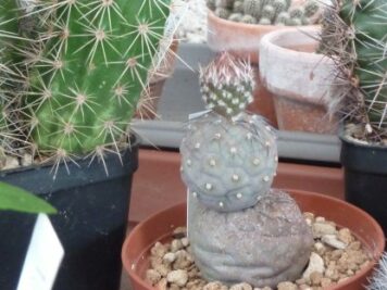 Tephrocactus geometricus inermis