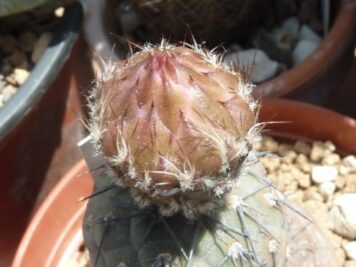 Tephrocactus geometricus inermis