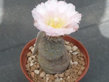 Tephrocactus geometricus inermis