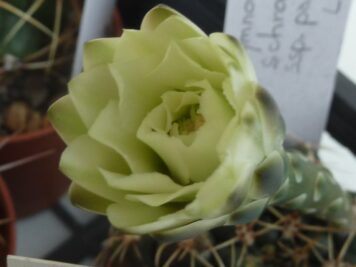 Gymnocalycium schroederianum ssp paucicostatum LB 960